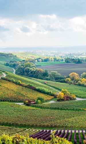 Ausblick über das Zabergäu im Naturpark Stromberg-Heuchelberg - Weinlandschaft HeilbronnerLand | Brackenheim, HeilbronnerLand, Baden-Württemberg, Deutschland | © M.Matzke