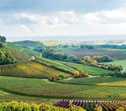 Ausblick über das Zabergäu im Naturpark Stromberg-Heuchelberg - Weinlandschaft HeilbronnerLand | Brackenheim, HeilbronnerLand, Baden-Württemberg, Deutschland | © M.Matzke