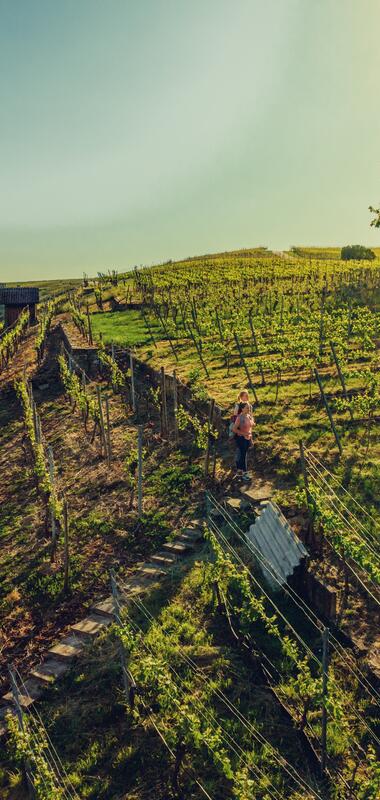 Lauffen am Neckar, Neckartal, HeilbronnerLand, Baden-Württemberg, Deutschland, Chris Frumolt Mai 2021, Katzenbeißer-Steillagen, Steillagen-Areal, Württemberg, Weinlandschaft