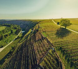 Lauffen am Neckar, Neckartal, HeilbronnerLand, Baden-Württemberg, Deutschland, Chris Frumolt Mai 2021, Katzenbeißer-Steillagen, Steillagen-Areal, Württemberg, Weinlandschaft