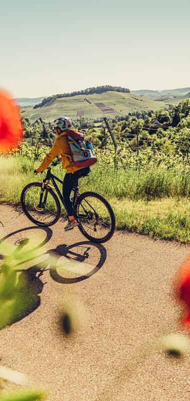 Radfahren Heilbronnner | Württemberger Weinradweg | Radsüden