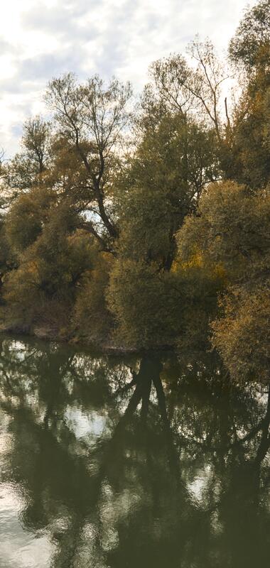 Wandern, spazieren gehen am Alten Rhein im Herbst
Baden-Württemberg, Deutschland,
