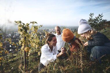 Weingut Roterfaden in Rosswag, Kraichgau-Stromberg, Baden Württemberg, Deutschland