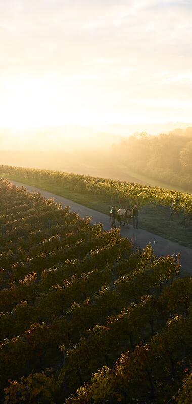Weingut Schweizer in Stetten, Baden-Württemberg, Deutschland
Weinlandschaft im Herbst - Weinberger im HeilbronnerLand | Schwaigern, Naturpark Stromberg-Heuchelberg, HeilbronnerLand, Weinsüden , Baden-Württemberg, Deutschland