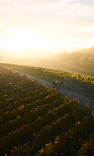 Weingut Schweizer in Stetten, Baden-Württemberg, Deutschland
Weinlandschaft im Herbst - Weinberger im HeilbronnerLand | Schwaigern, Naturpark Stromberg-Heuchelberg, HeilbronnerLand, Weinsüden , Baden-Württemberg, Deutschland