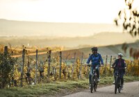 Radfahren im Herbst - Weinradwege HeilbronnerLand | Brackenheim, Naturpark Stromberg-Heuchelberg, Baden-Württemberg, Deutschland