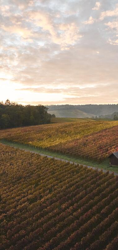 Weingut Schweizer in Stetten, Baden-Württemberg, Deutschland
Weinlandschaft im Herbst - Weinberger im HeilbronnerLand | Schwaigern, Naturpark Stromberg-Heuchelberg, HeilbronnerLand, Weinsüden , Baden-Württemberg, Deutschland