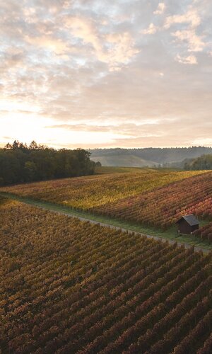 Weingut Schweizer in Stetten, Baden-Württemberg, Deutschland
Weinlandschaft im Herbst - Weinberger im HeilbronnerLand | Schwaigern, Naturpark Stromberg-Heuchelberg, HeilbronnerLand, Weinsüden , Baden-Württemberg, Deutschland