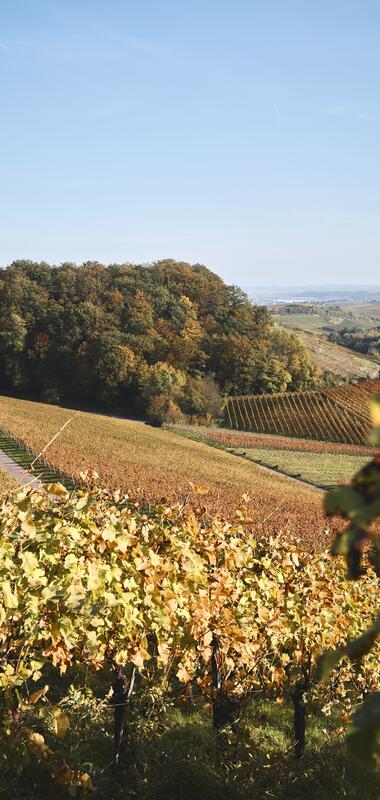 Weinlandschaft im Zabergäu - Herbst im Naturpark Stromberg-Heuchelberg | Brackenheim | Kraichgau-Stromberg & HeilbronnerLand, Baden-Württemberg, Deutschland