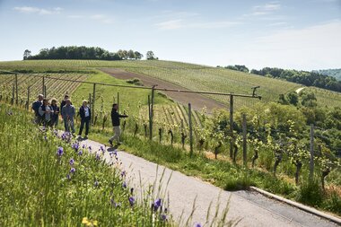 Beckstein im Taubertal, Baden-Württemberg, Deutschland
Weingenuss in Beckstein im Taubertal, Baden-Württemberg, Deutschland
Weingenuss in Beckstein im Taubertal, Baden-Württemberg, Deutschland
Beckstein im Taubertal, Baden-Württemberg, Deutschland
Weingenuss in Beckstein im Taubertal, Baden-Württemberg, Deutschland
Beckstein im Taubertal, Baden-Württemberg, Deutschland
Weingenuss in Beckstein im Taubertal, Baden-Württemberg, Deutschland | © Stefan Leitner