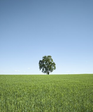 Osterburken, Odenwald, Baden-Württemberg, Deutschland