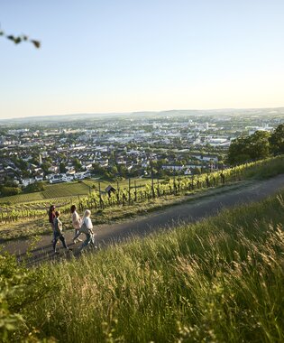 Unterwegs am Weinberg in Heilbronn, HeilbronnerLand, Baden-Württemberg, Deutschland | © Stefan Leitner
