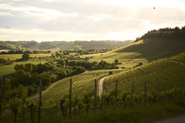 Am Zweifelberg, Kraichgau-Stromberg, Baden-Württemberg in Deutschland | © Stefan Leitner