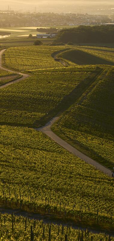 Am Heuchelberg, Kraichgau-Stromberg, Baden-Württemberg im Deutschland