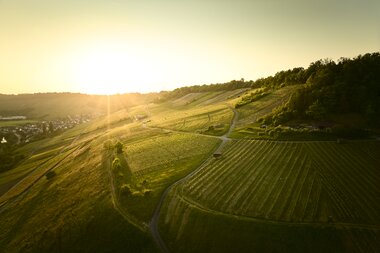 Blick bei Sonnenuntergang zum Ingelfinger Fass, Rebhänge des Kochertals, Ingelfingen, Baden-Württemberg, Deutschland