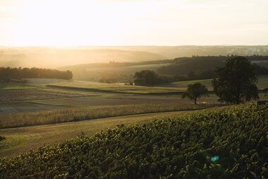 Weingut Schlör in Reicholzheim, Taubertal, Baden-Württemberg, Deutschland