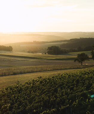 Weingut Schlör in Reicholzheim, Taubertal, Baden-Württemberg, Deutschland