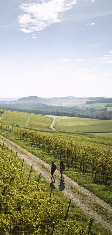 Wandern im Weinberg in Külsheim, Taubertal, Baden-Württemberg, Deutschland