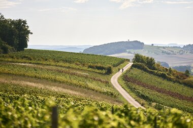 Radfahren im Weinberg in Külsheim, Taubertal, Baden-Württemberg, Deutschland | © Stefan Leitner