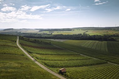 Radfahren im Weinberg in Külsheim, Taubertal, Baden-Württemberg, Deutschland