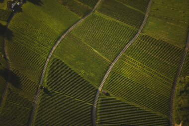 Weinberge in Heilbronn im HeilbronnerLand, Baden-Württemberg, Deutschland