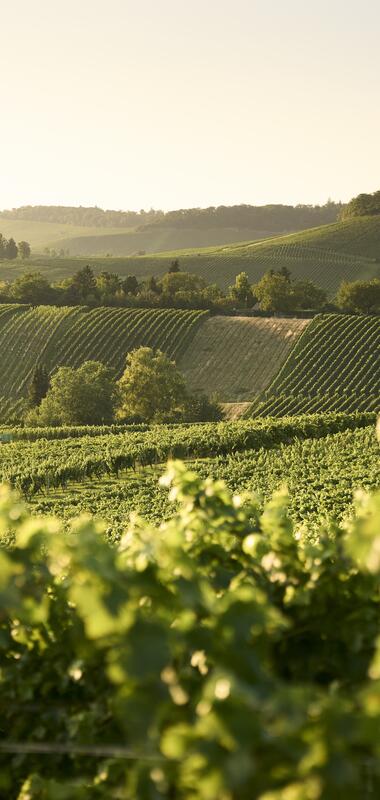 Weinberge in Heilbronn im HeilbronnerLand, Baden-Württemberg, Deutschland