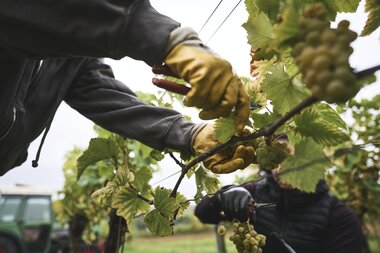 Weingut Ehrmann, Baden-Württemberg, Deutschland | © Stefan Leitner