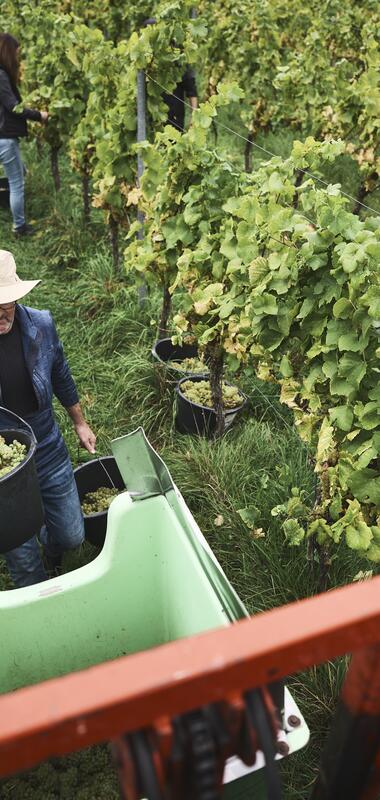 Weingut Ehrmann, Baden-Württemberg, Deutschland