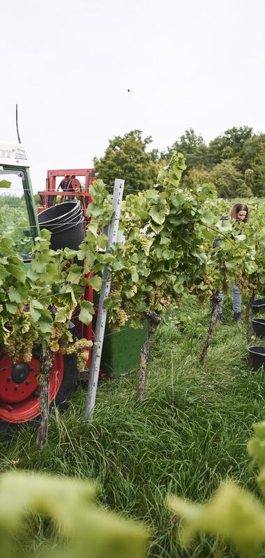 Weingut Ehrmann, Baden-Württemberg, Deutschland