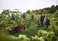 Weingut Ehrmann, Baden-Württemberg, Deutschland | © Stefan Leitner