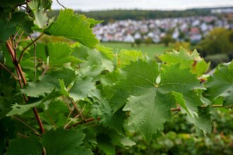 Apartement Erika | © Kraichgau-Stromberg Tourismus e.V.