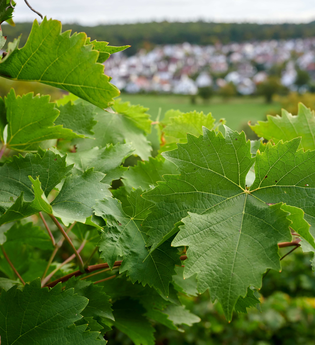 Apartement Erika | © Kraichgau-Stromberg Tourismus e.V.