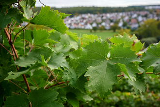 Apartement Erika | © Kraichgau-Stromberg Tourismus e.V.