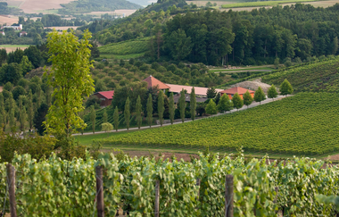 BENZ Weingut & Weinhotel | © Weingut& Weinhotel Benz