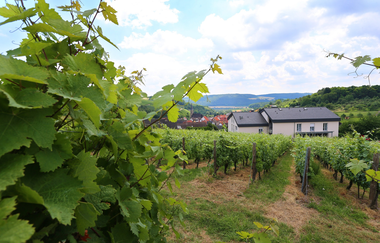 BENZ Weingut & Weinhotel | © Weingut& Weinhotel Benz