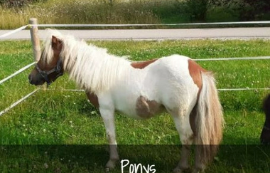 Eichishof in Stimpfach: Tiere | © Hohenlohe Schwäbisch Hall