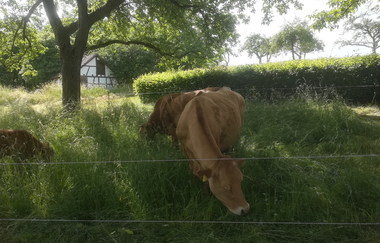 Eine Kuh grast auf einer Wiese | © Touristikgemeinschaft Hohenlohe e. V.  | Ferienbauernhof Karle