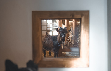 Ferienhaus Guck in den Stall bei Rot am See | © Hohenlohe Schwäbisch Hall