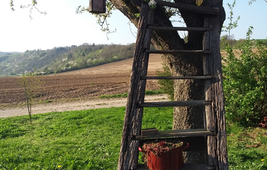 Landschaft mit prachliegendem Feld, im Vordergrund ein Obstbaum mit einer Leiter angelehnt | © S. Carle | Ferienhof Carle