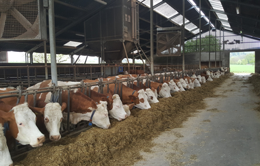 Kuhstall mit vielen Kühen, die am Stroh essen sind | © S. Carle | Ferienhof Carle
