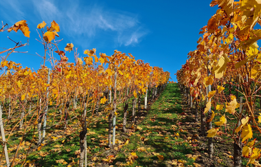 Weinberg mit gelben Blättern und blauem Himmel | © S. Carle | Ferienhof Carle
