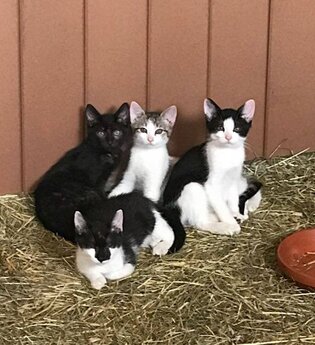 Ferienhof Ott im Rothenburger Land | © Unbekannt