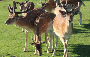 Ferienhof Schlär in Mainhardt | © Hohenlohe Schwäbisch Hall