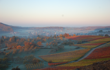 Blick über die Weinberge Diefenbach mit Reben des Weingut Haeussermann | © Weingut Haeussermann