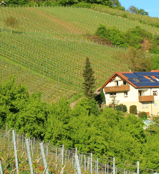 Der landwirtschaftliche Hof ist umrahmt von Weinbergen. | © Touristikgemeinschaft Hohenlohe e. V. | Ferienwohnung Kraft