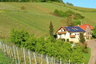 Der landwirtschaftliche Hof ist umrahmt von Weinbergen. | © Touristikgemeinschaft Hohenlohe e. V. | Ferienwohnung Kraft