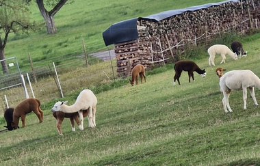 Ferienwohnung Monika Scholtz | © Unbekannt