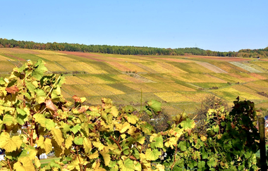 Weinberge mit herbstlich verfärbten Reben in verschiedenen Gelb- und Grüntönen unter klarem blauem Himmel | © Ferienwohnung Etzl
