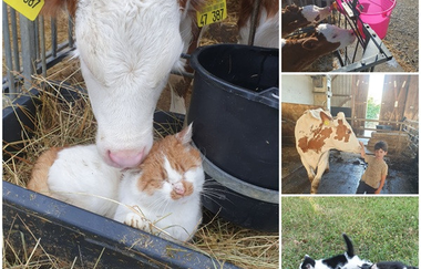 Ferienwohnungen Karle | © Touristikgemeinschaft Hohenlohe e. V. | Ferienwohnungen Karle