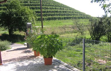 Sicht auf die Weinberge